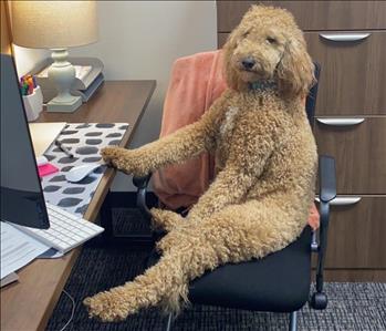 Molly Nicholson - Chief Treat Officer- image of dog in office chair