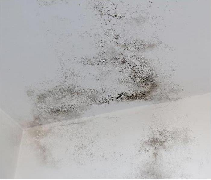 Call SERVPRO of Montgomery County today! Image of mold in corner of ceiling.