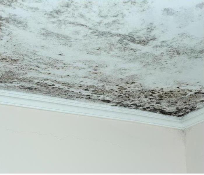 If you suspect mold in your property, contact SERVPRO of Montgomery County.